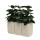 BuzziChicle Planter